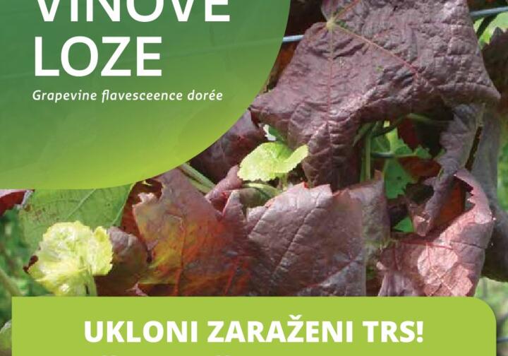 Žurne aktivnosti - Zlatna žutica vinove loze - obavijest 